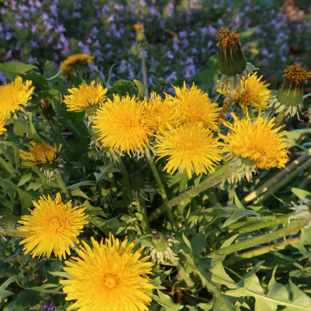 Meet your Posher, Miranda